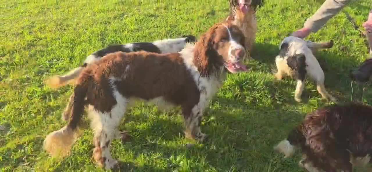 English Springer Spaniel dogs for sale: ⭐️ KC Home Reared Tested Springer Pups ⭐️ - Video 1