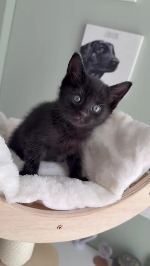 Mixed Breed cats for sale: Kittens in Stoke-on-Trent - Video 3