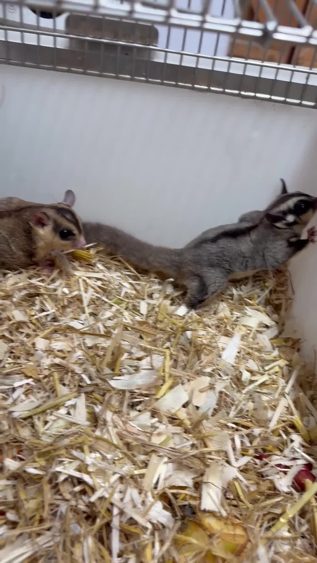 Sugar Glider rodents for sale: 2x sugar gliders  - Video 1