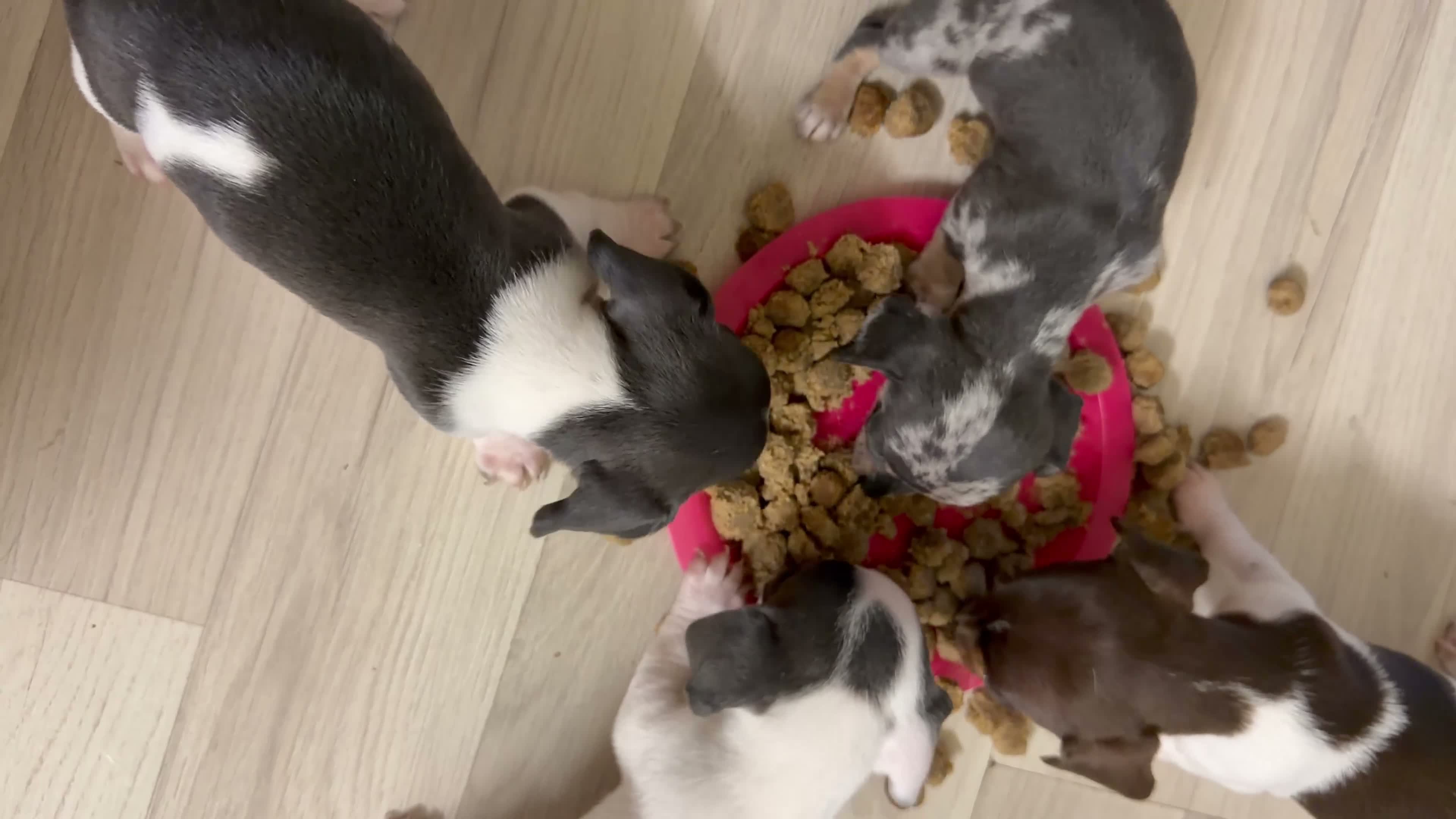 Chiweenie dogs for sale: 3 Beautiful Chiweenies For Sale 1BOY2 GIRLS!READY! - Video 1