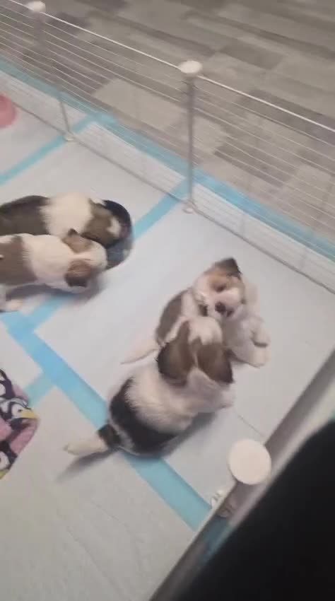Mixed Breed dogs for sale: Meet Our Sweet Shih Tzu Puppies-1Boy&1Girl  - Video 2