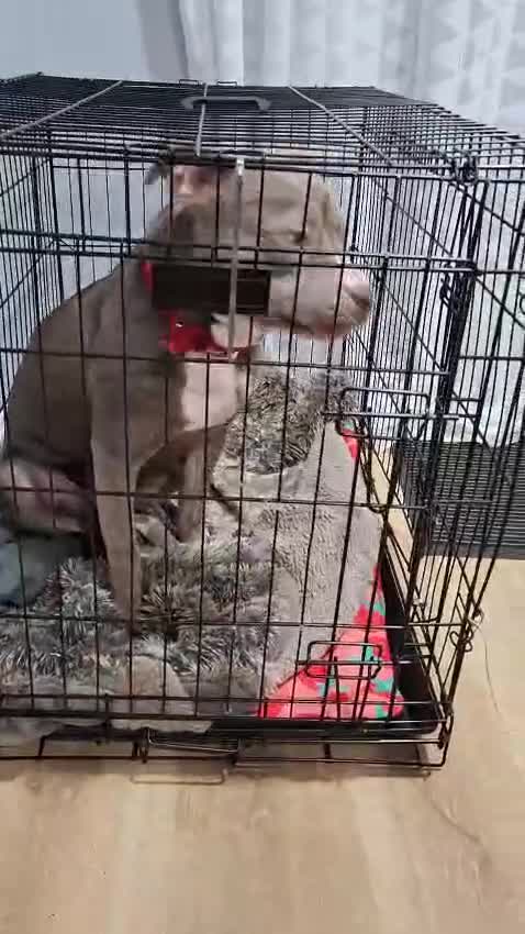 Mixed Breed dogs for sale: Staffordshire bull terrier x mix - Video 1