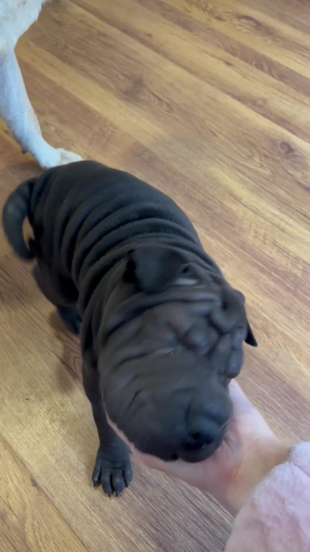 Shar Pei dogs for sale: Sharpei Pups - open to offers - Video 1