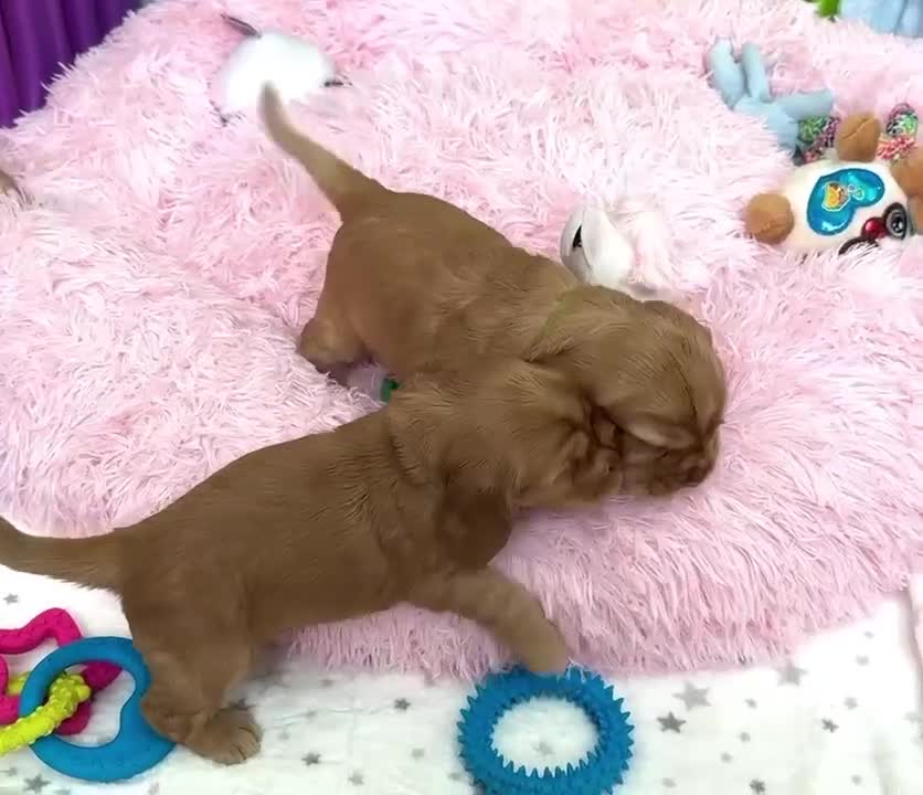 Cocker Spaniel dogs for sale: Top Quality KC Show Cockers FN PRCD-PRA CLEAR - Video 1
