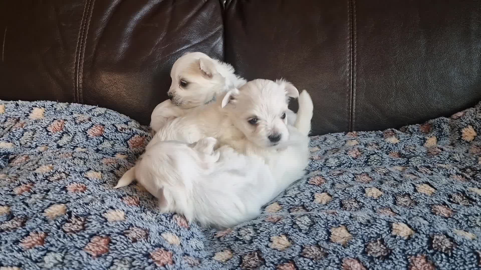 Maltese dogs for sale: Miniature Korean Maltese puppies for adoption - Video 2