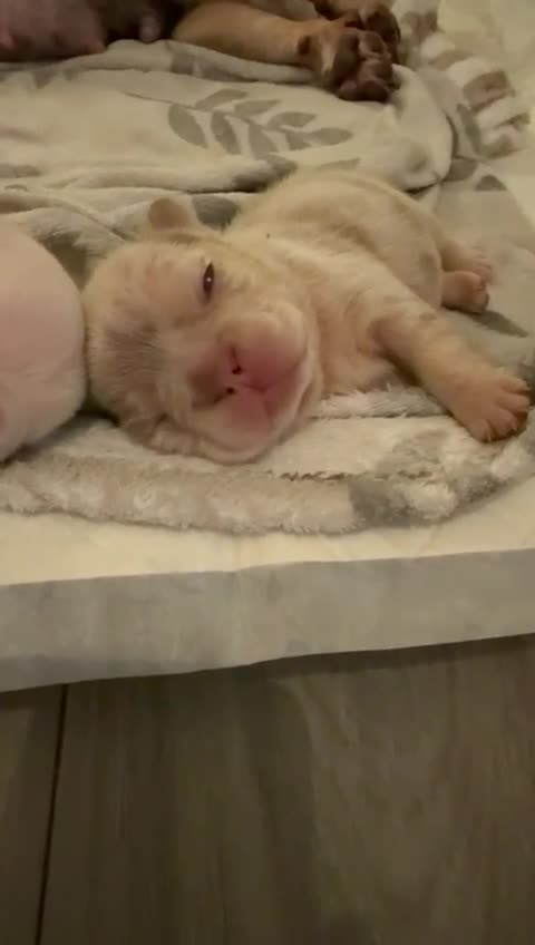 French Bulldog dogs for stud: 🏆KING HADE BEST ROJO AND TAN🏆Jan Sale❗️ in Sittingbourne - Video 4