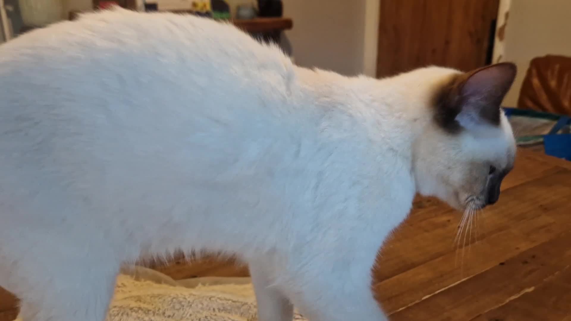 Ragdoll cats for sale: Gorgeous GCCF Ragdoll kittens READY NOW!!! - Video 2