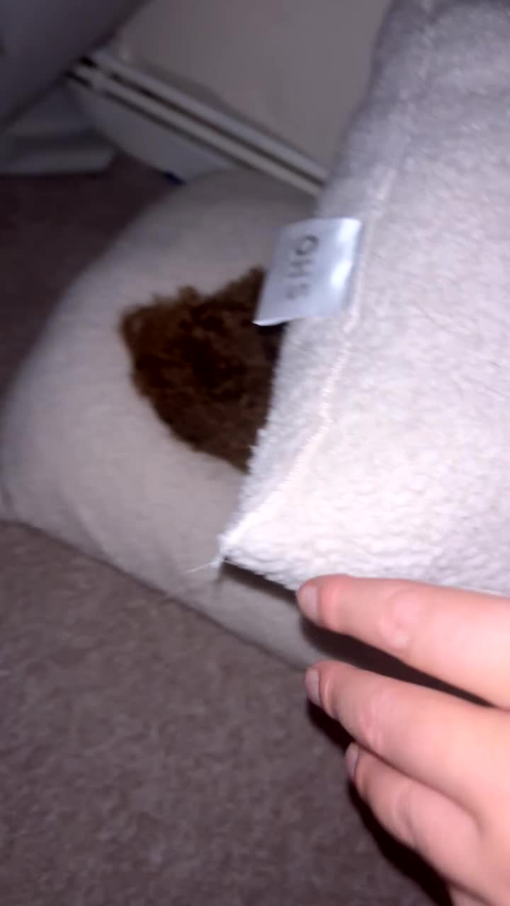 Cockapoo dogs for sale: ⭐️Cockapoo stunning red ⭐️ - Video 1