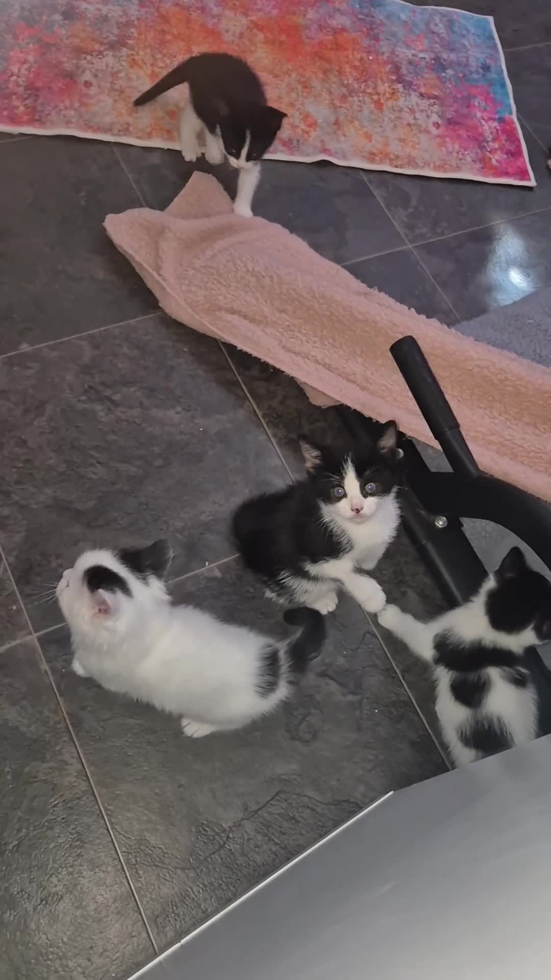 British Shorthair cats for sale: Tuxedo/Harlequin Kittens (4boys & 4girls) - Video 1