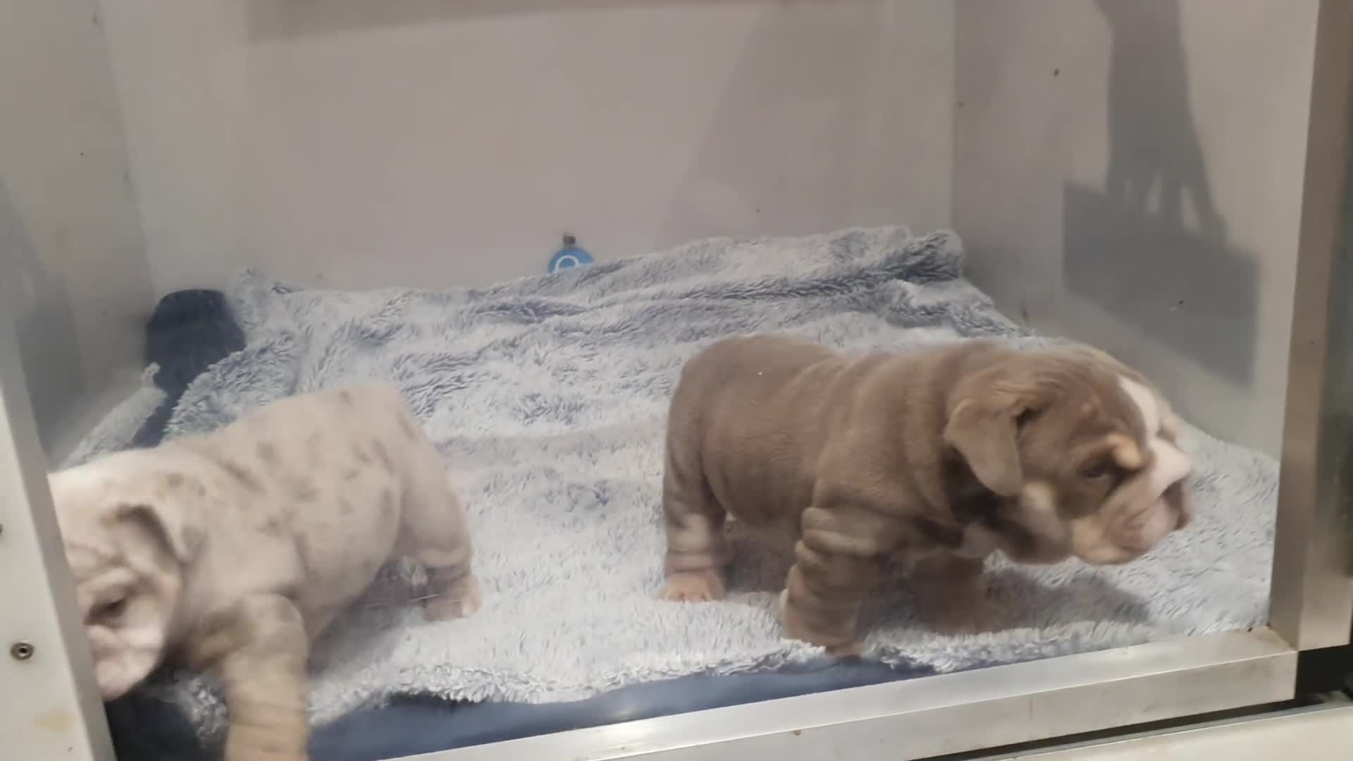 English Bulldog dogs for sale: Stunning English bulldog - Video 1