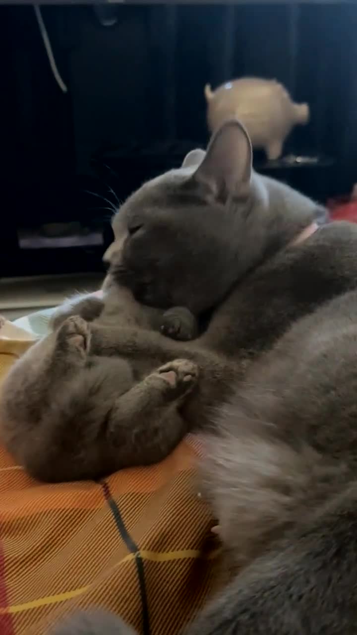 British Shorthair cats for sale: Beautiful British Shorthair Kittens–First Litter🐾 - Video 1