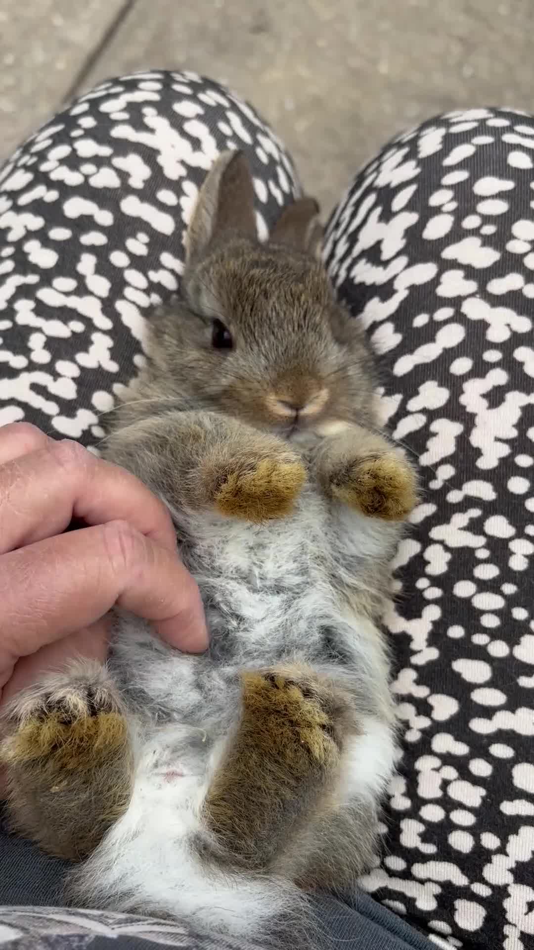 Netherland Dwarf rabbits for sale: Agouti Netherland Dwarf - Video 1