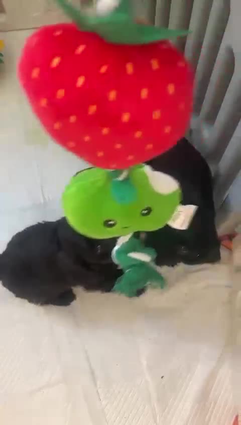 Cockapoo dogs for sale: 4 Stunning and Healthy cockapoos *2 girls 2boys* - Video 1