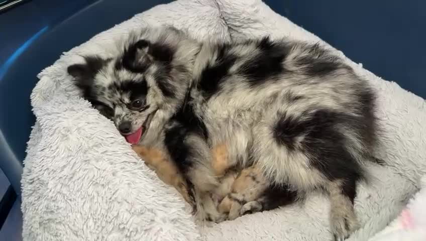 Pomeranian dogs for sale: ✨Tiny Teddy Face 🐻 KC Registered Parents ✨ - Video 1