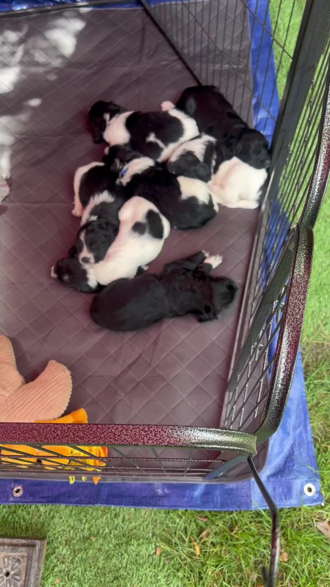 Sprocker dogs for sale: Sprocker Spaniel Puppies - Video 5