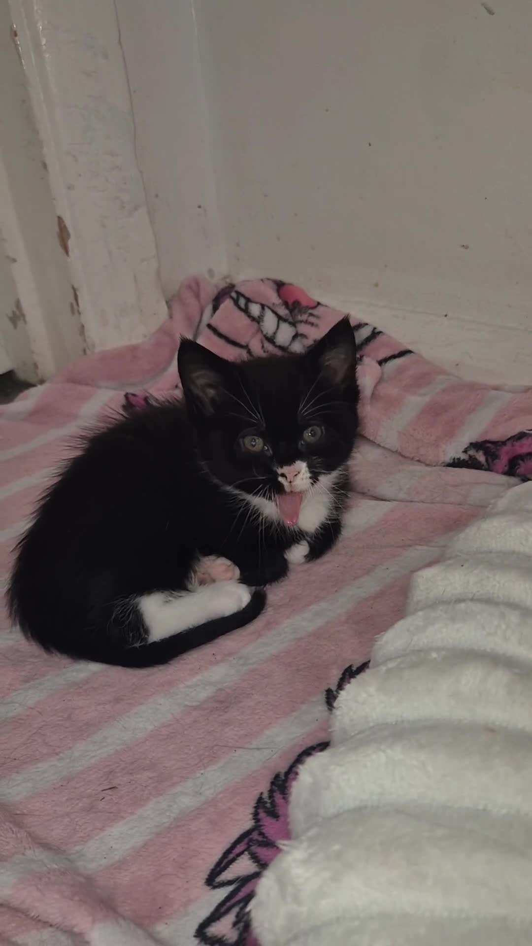 British Shorthair cats for sale: Tuxedo/Harlequin Kittens (4boys & 4girls) - Video 3