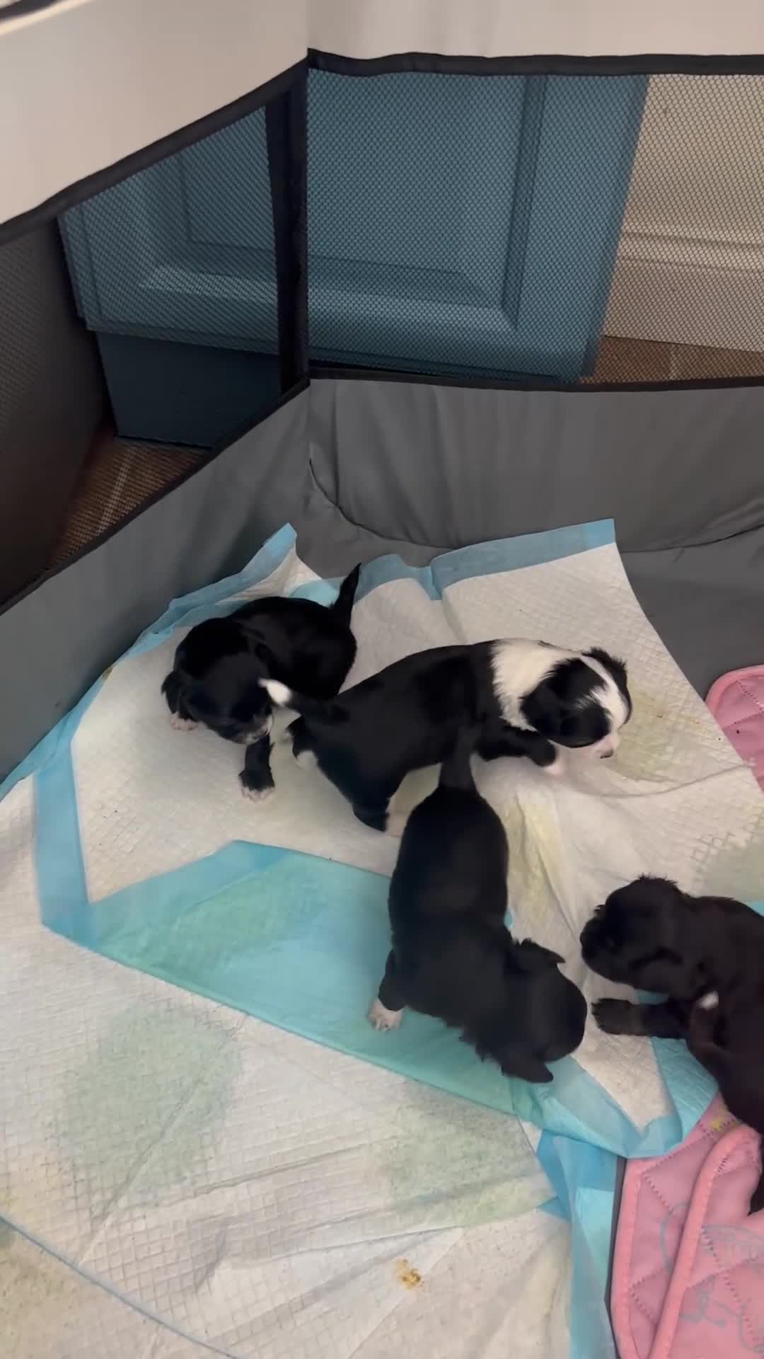 Chihuahua dogs for sale: Chihuahua puppies  in Dereham - Video 3