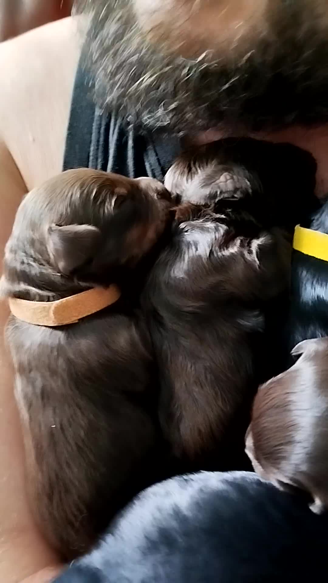 Cockapoo dogs for sale: Stunning cockapoo puppies  - Video 5