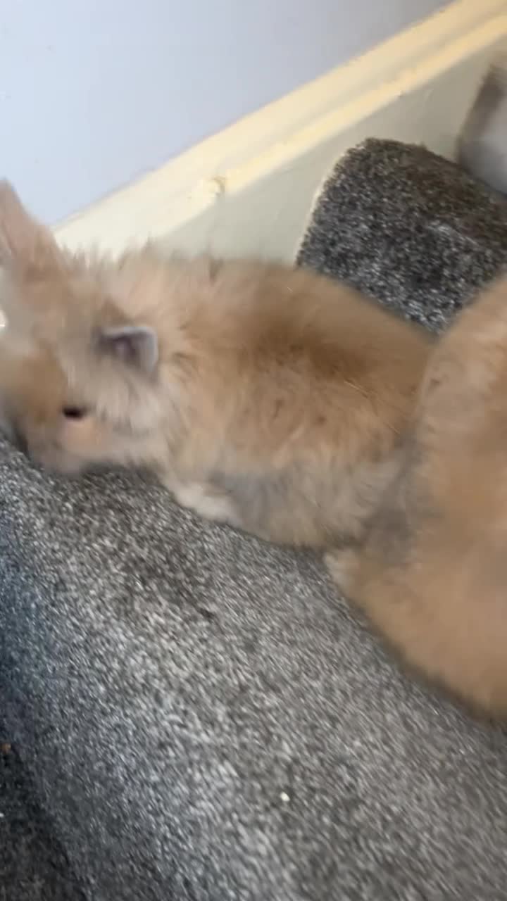 Lionhead rabbits for sale: Double maned Lionhead rabbits  - Video 1