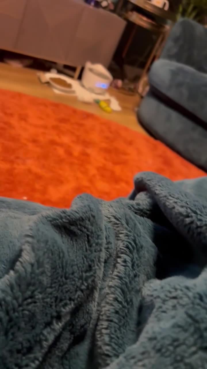 Maine Coon cats for sale: Pedigree registered Maine Coon - Video 4