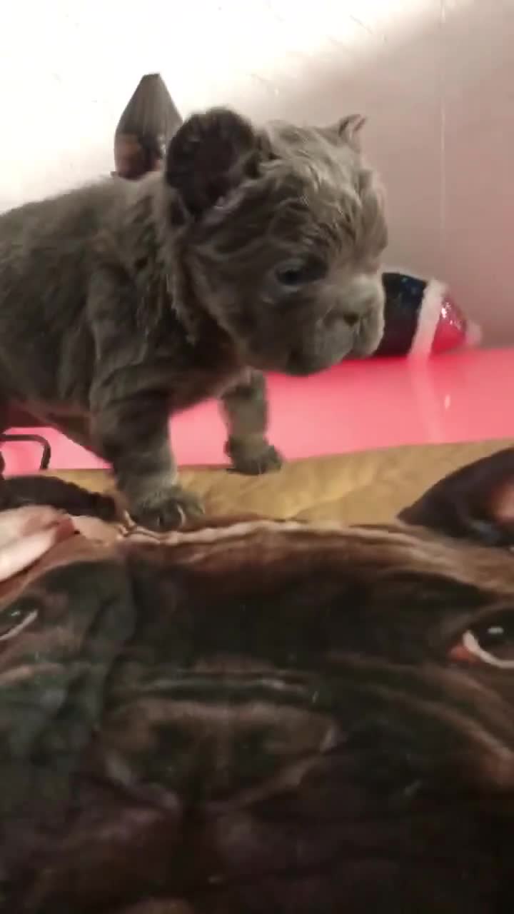 French Bulldog dogs for sale: FLUFFY  **  FULL FLUFFY FRENCHBULLDOGS😍😍 - Video 2