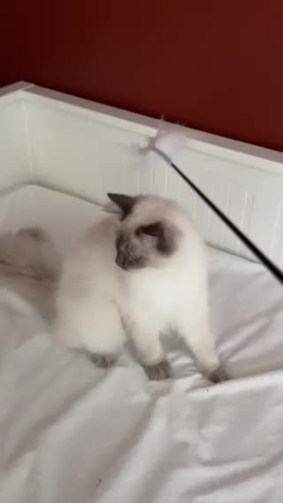 Ragdoll cats for sale: Our Lovely Girl – Looking for a Forever Home - Video 2