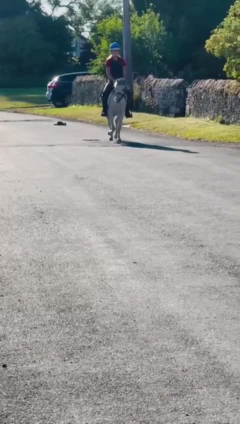 Welsh Section A horses for sale: Welsh section A Gelding - Video 2