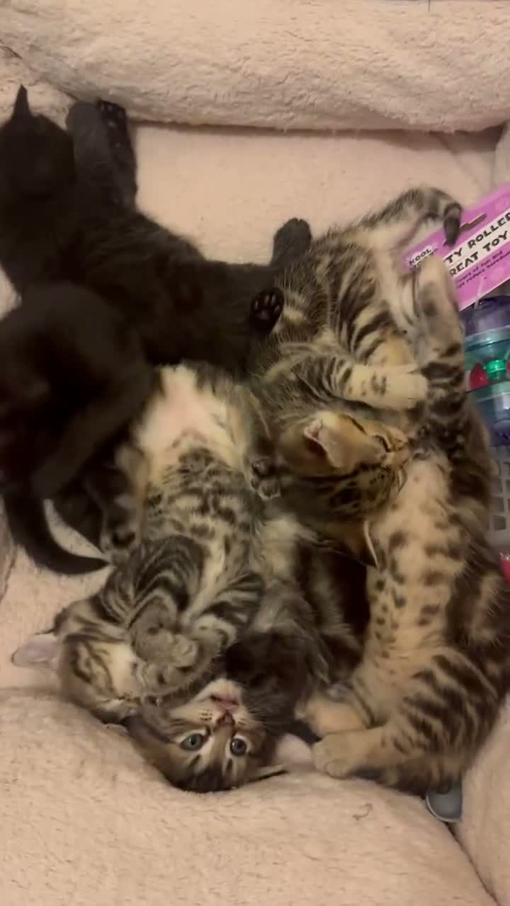 Mixed Breed cats for sale: Adorable kittens 4 tabbies and 2 black  in Harlow - Video 1