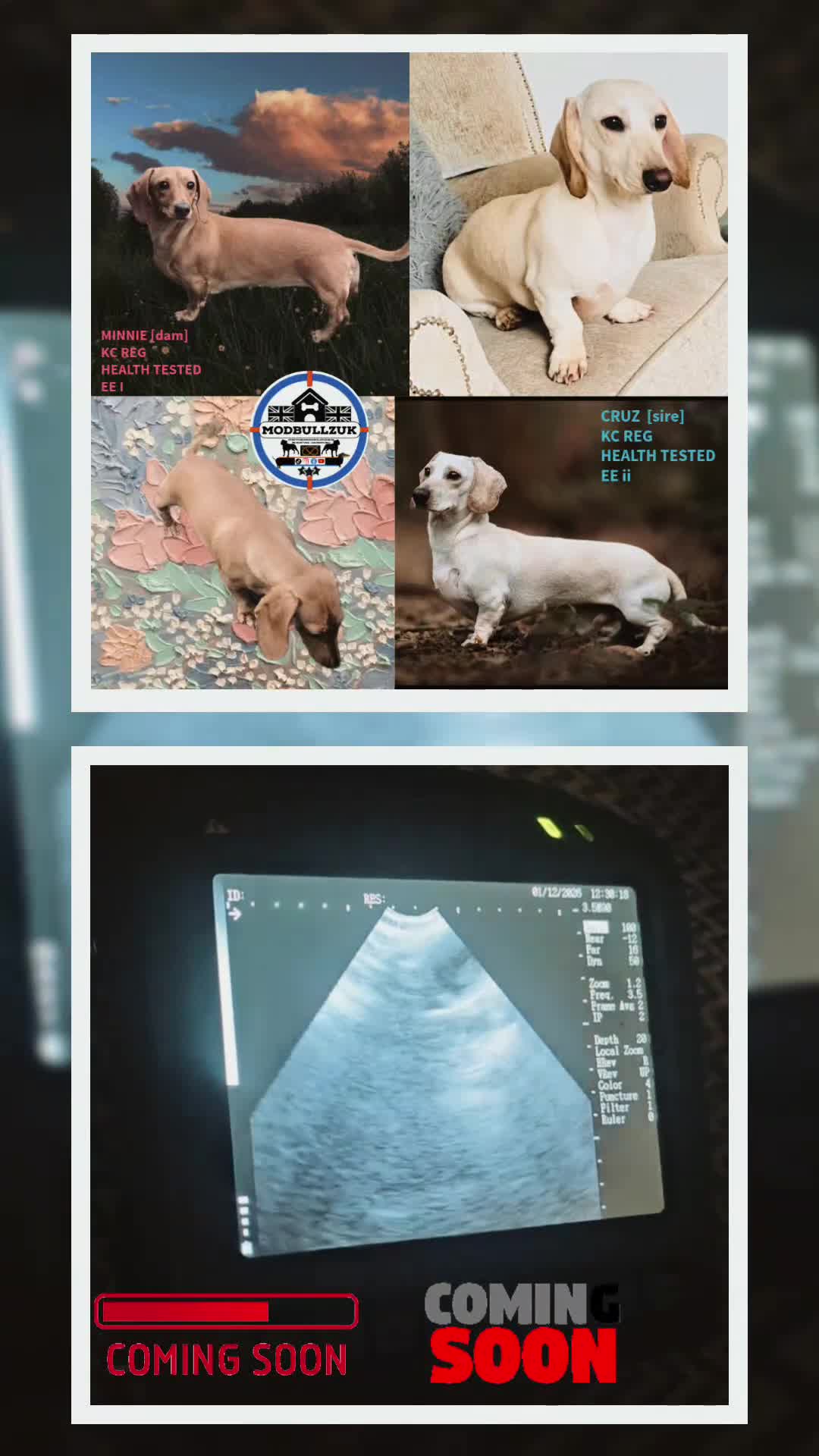 Miniature Dachshund dogs for sale: ⭐️⭐️⭐️⭐️⭐️ MINNIE×CRUZ ee EE ii II HEALTHTESTED KC - Video 1