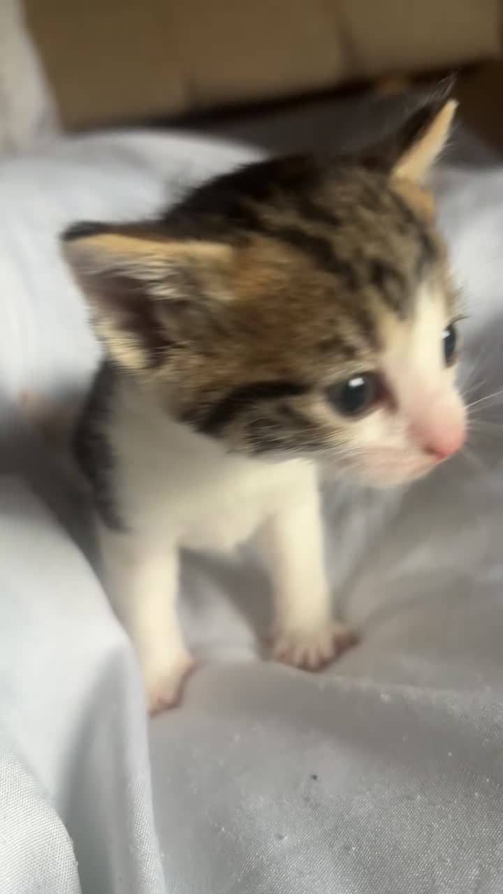 Domestic Shorthair cats for sale: Female tabby shorthair  - Video 3