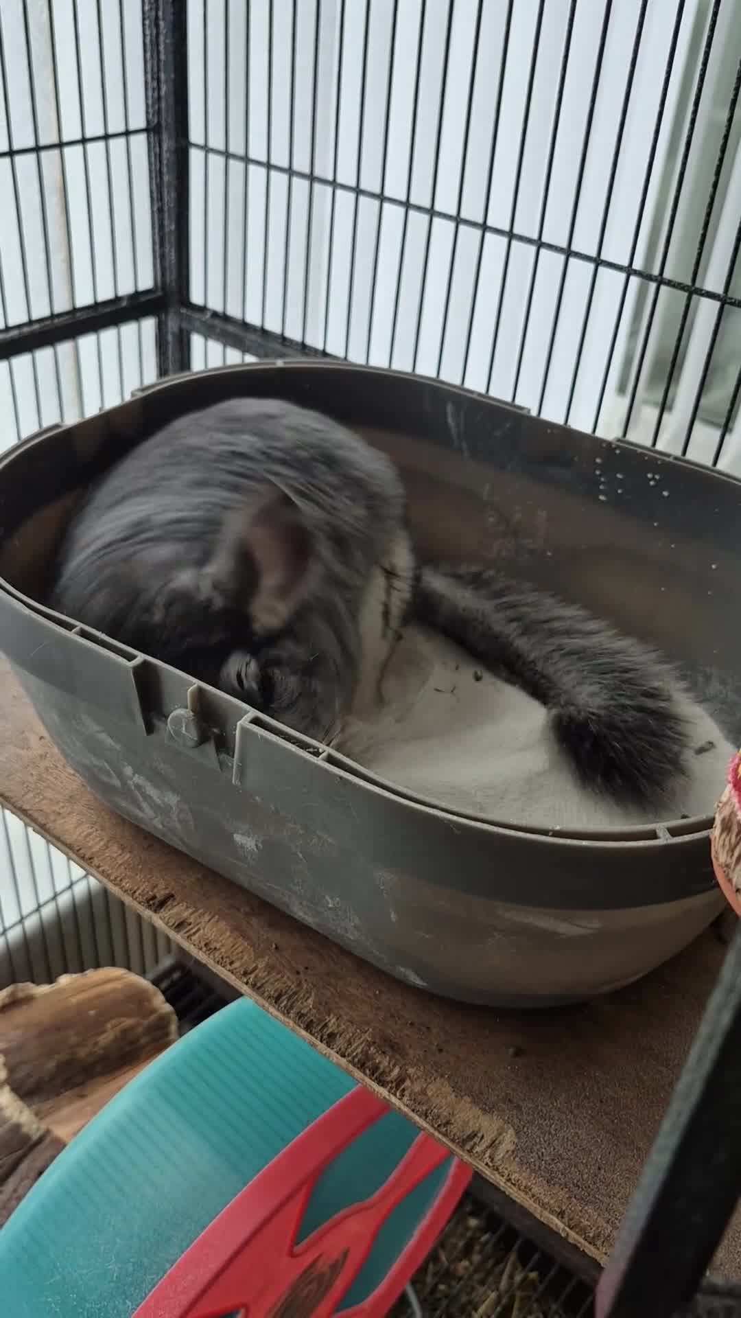 Chinchilla rodents for sale: Gucci chinchilla  in Bilston - Video 1