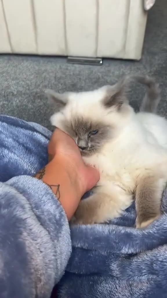 Ragdoll cats for sale: X2 female ragdoll kittens in Retford - Video 2