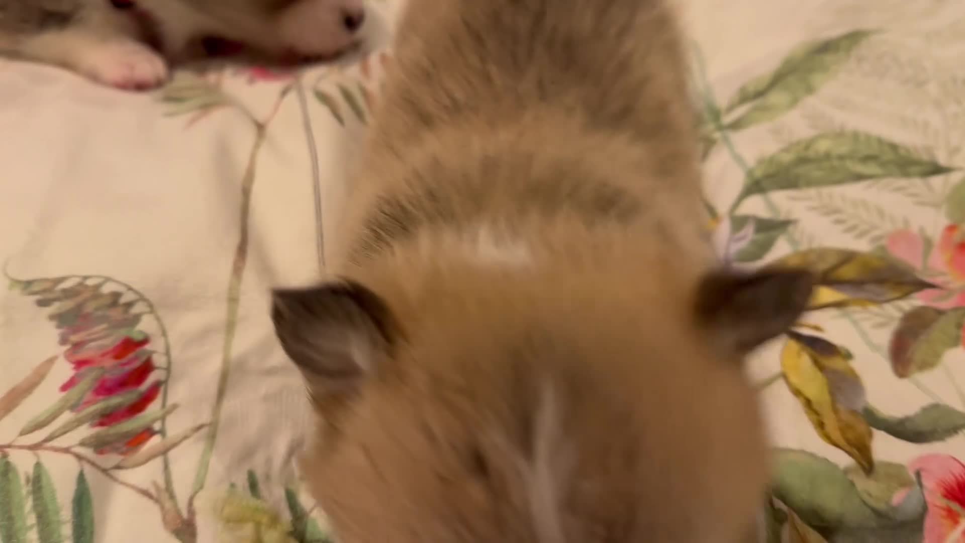 Welsh Corgi Pembroke dogs for sale: 2 girls/1 boy available! Kc Pembroke corgi puppies - Video 2