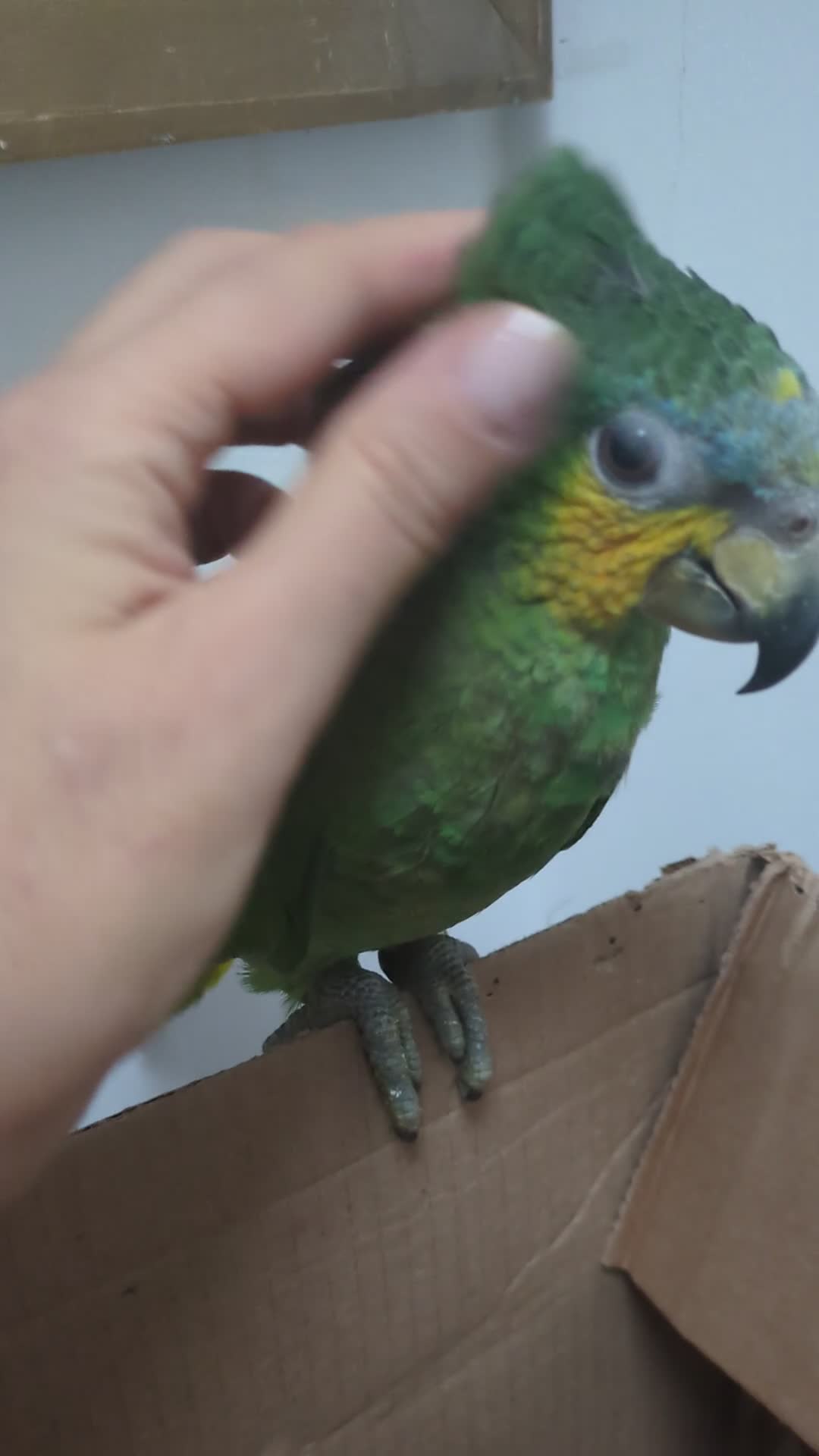 Parrots birds for sale: Orange winged Amazon friendly baby - Video 1