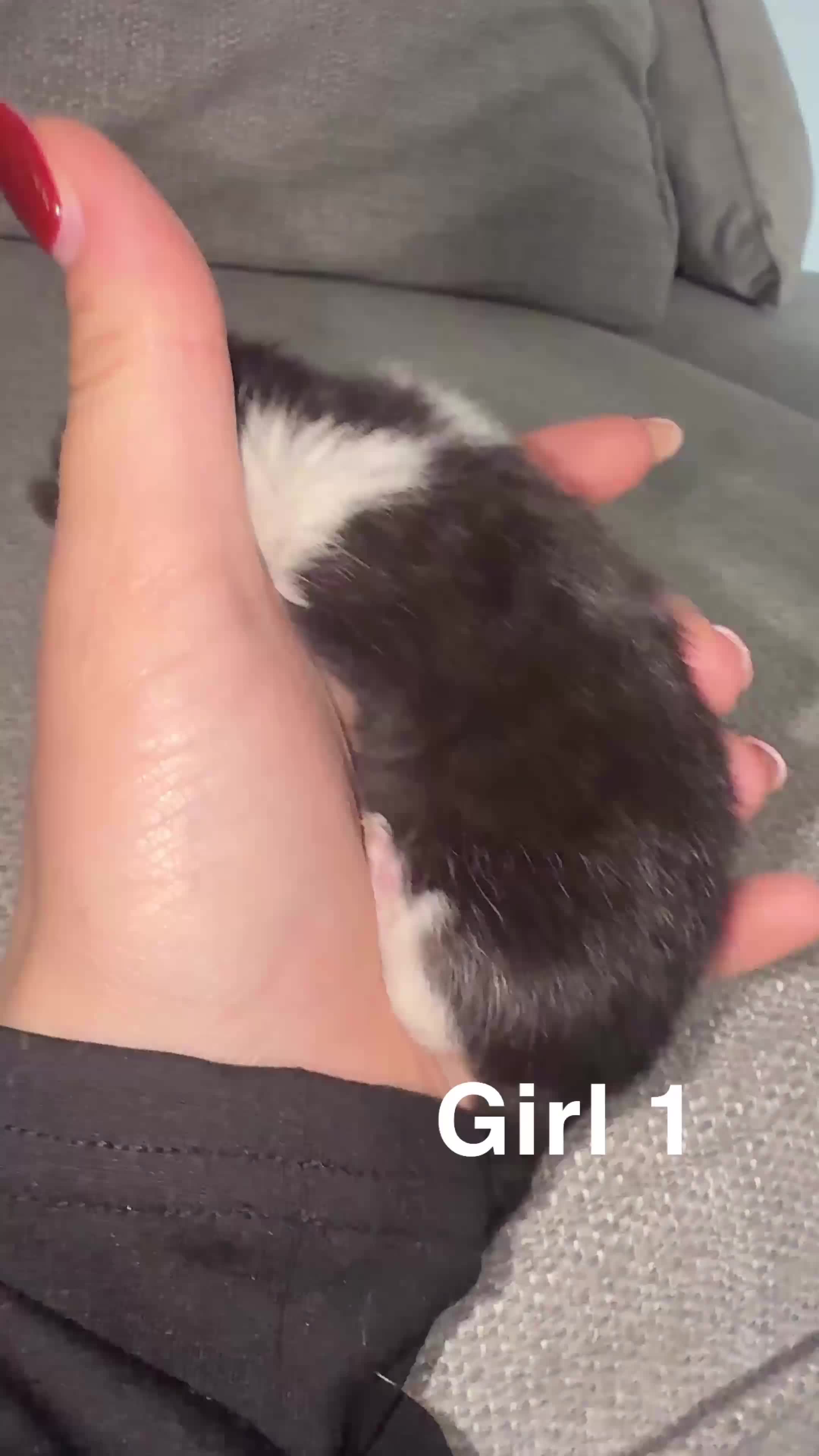 Mixed Breed cats for sale: Ragdoll x tabby kittens  - Video 2