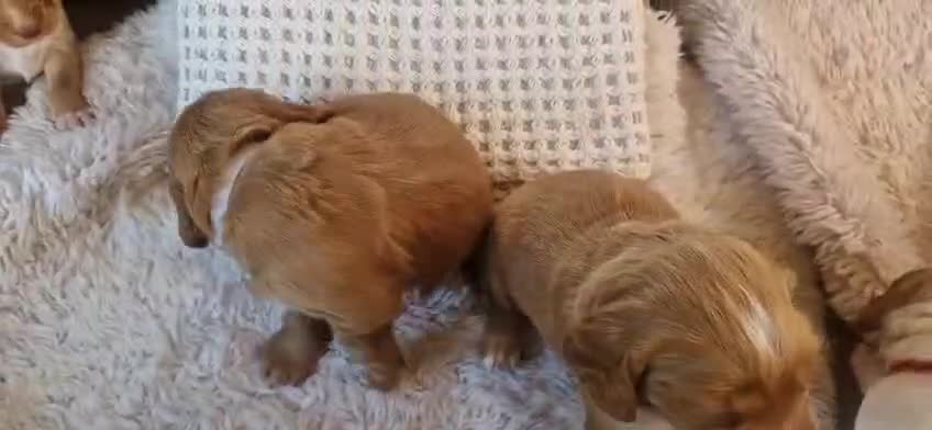 Cocker Spaniel dogs for sale: Working cocker spaniel puppies red and white & tan - Video 1