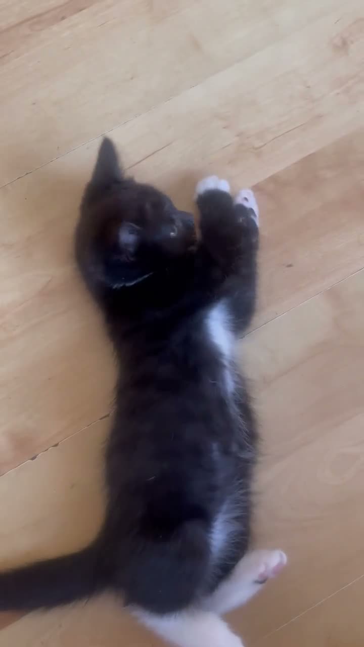 Mixed Breed cats for sale: 1 Beautiful Female Kitten Left  - Video 2