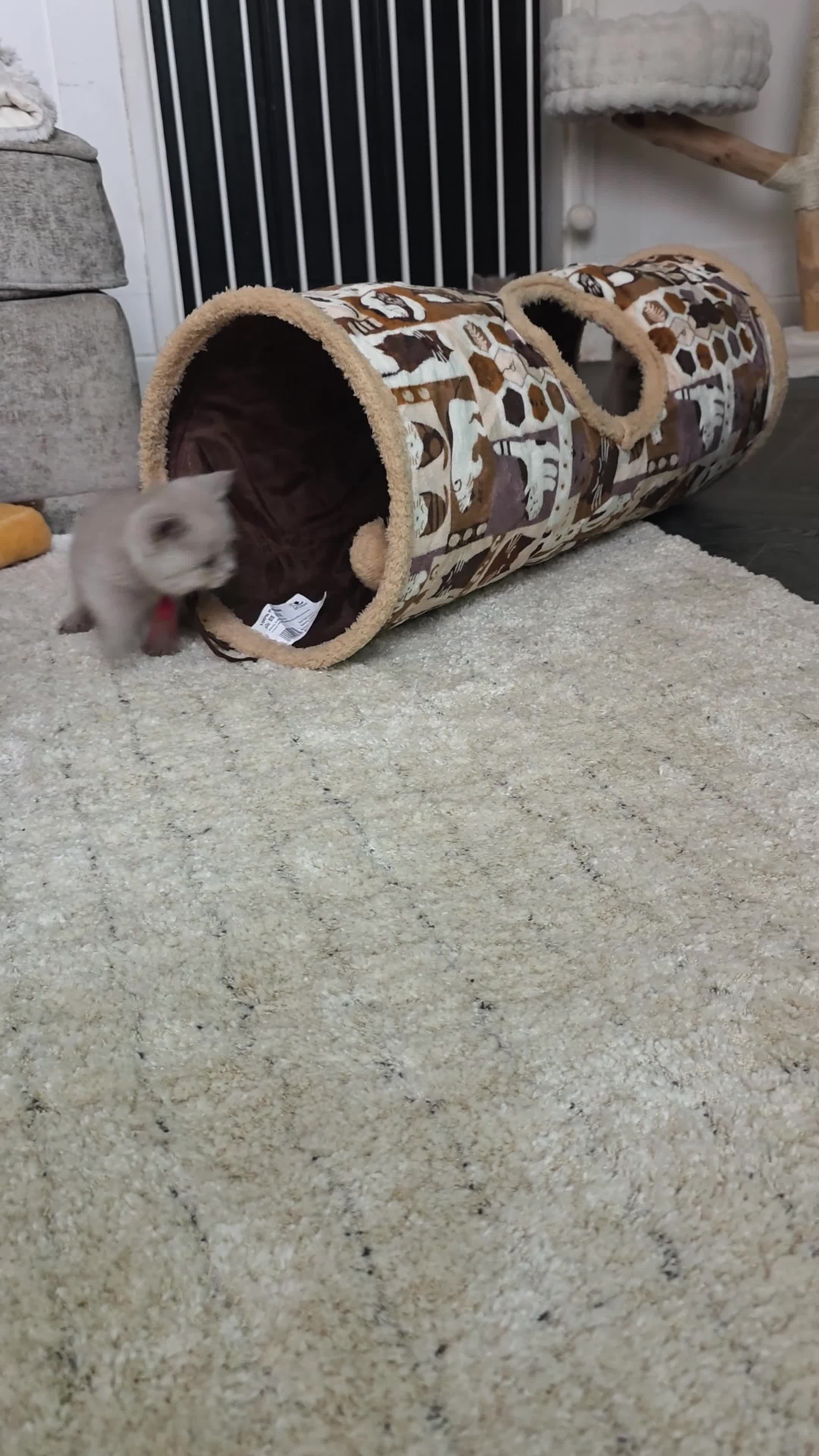 British Shorthair cats for sale: 9 Beautiful British Shorthairs - Video 2