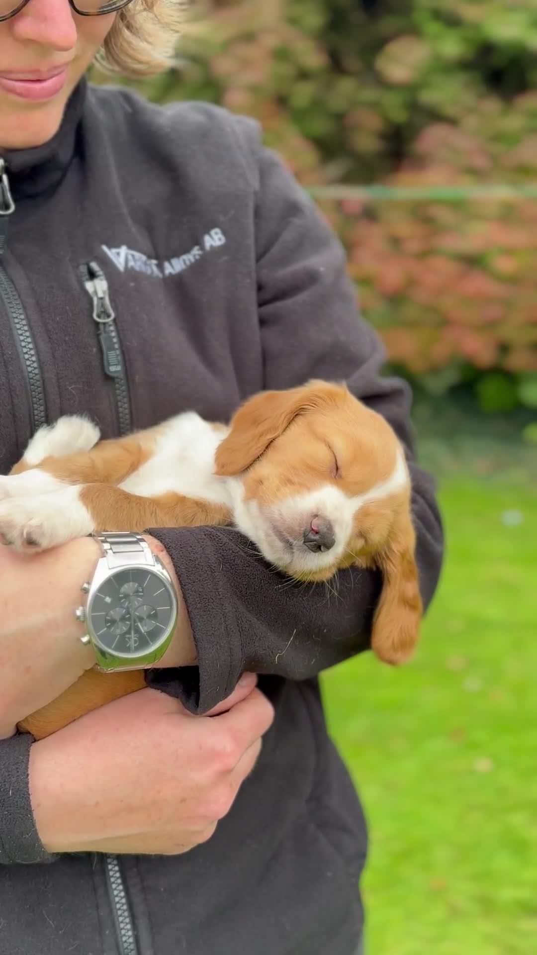 Cocker Spaniel dogs for sale: Stunning Working Cocker Spaniel Puppies - Video 2