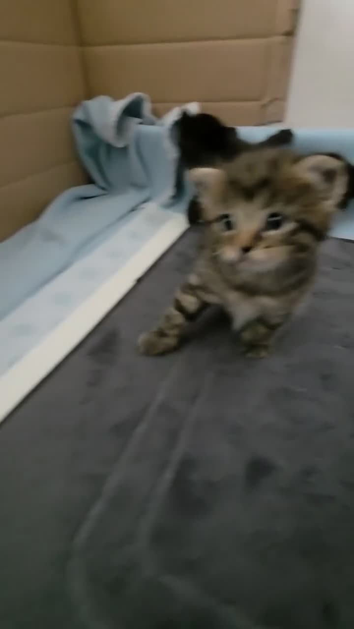 Mixed Breed cats for sale: Bengal X  - Video 4