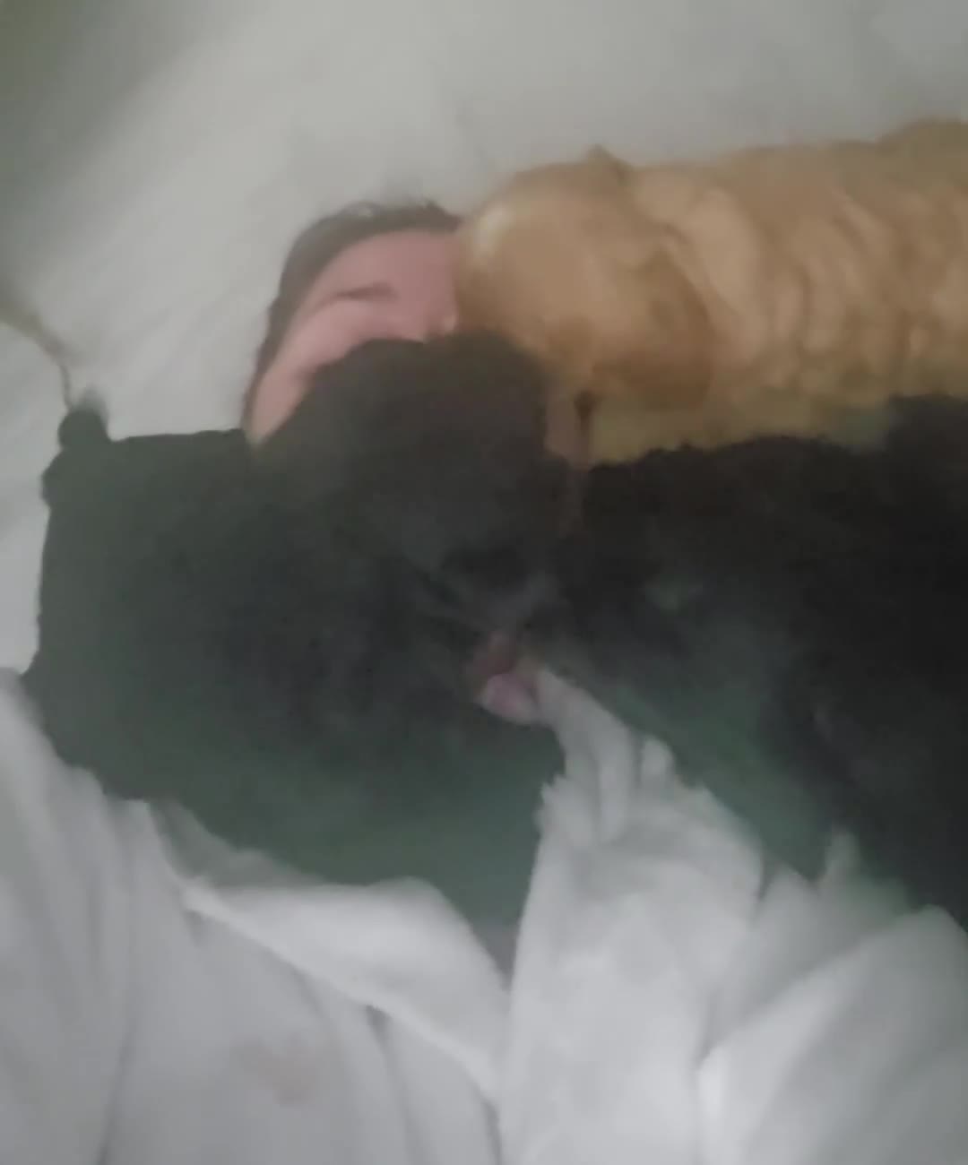 Cavapoo dogs for sale: Teddy bear F1 caverpoos  - Video 5