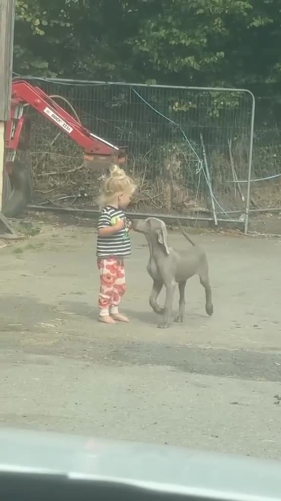 Weimaraner dogs for sale: Gorgeous Boy Weimaraner puppy - Video 1