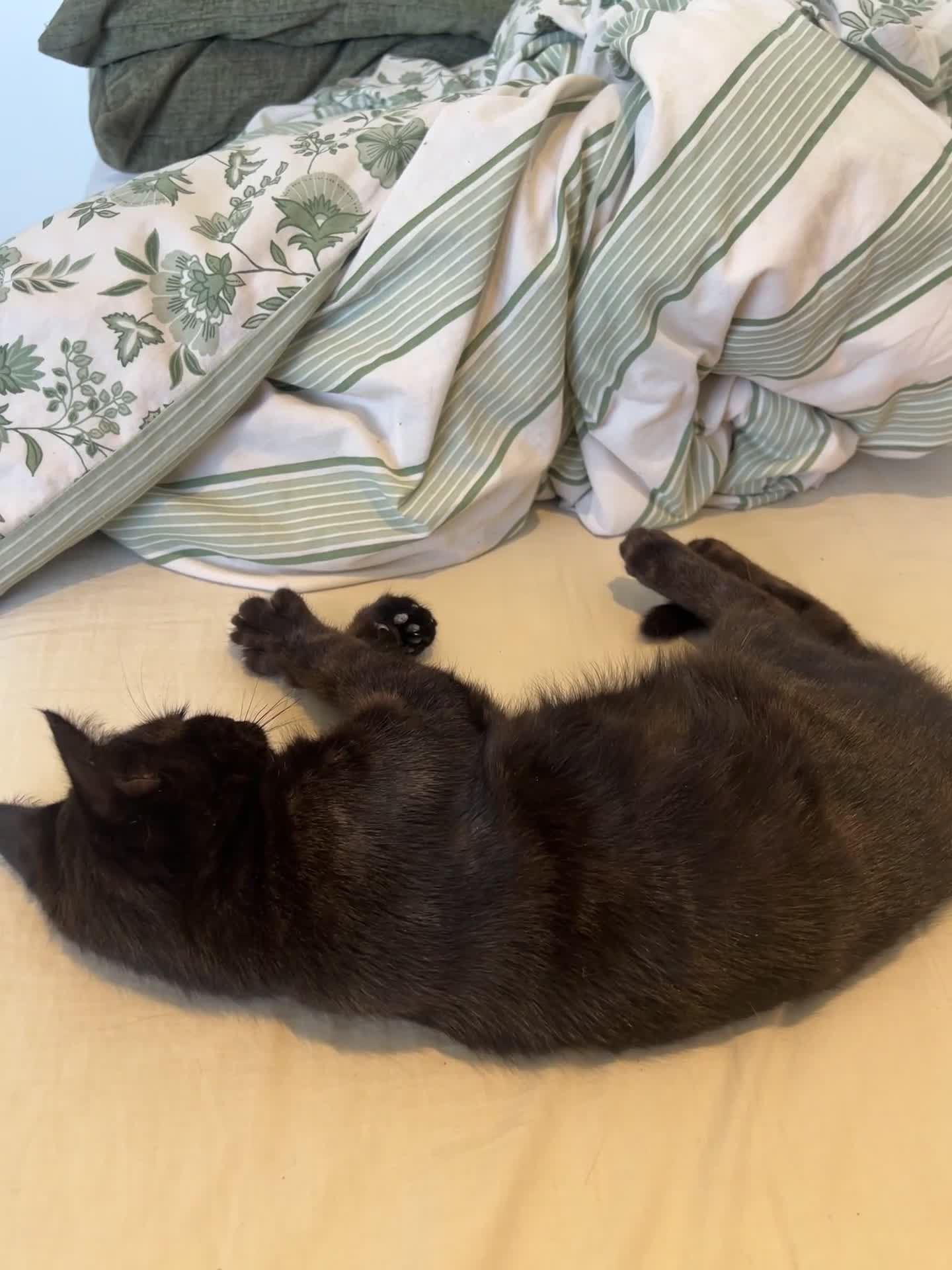 Mixed Breed cats for sale: Kitten for sale  - Video 1