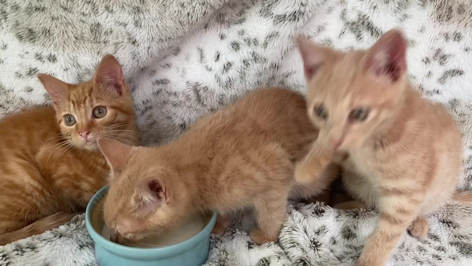 Mixed Breed cats for sale: Fluffy cream ginger girls  mixed with BSH kittens  - Video 1