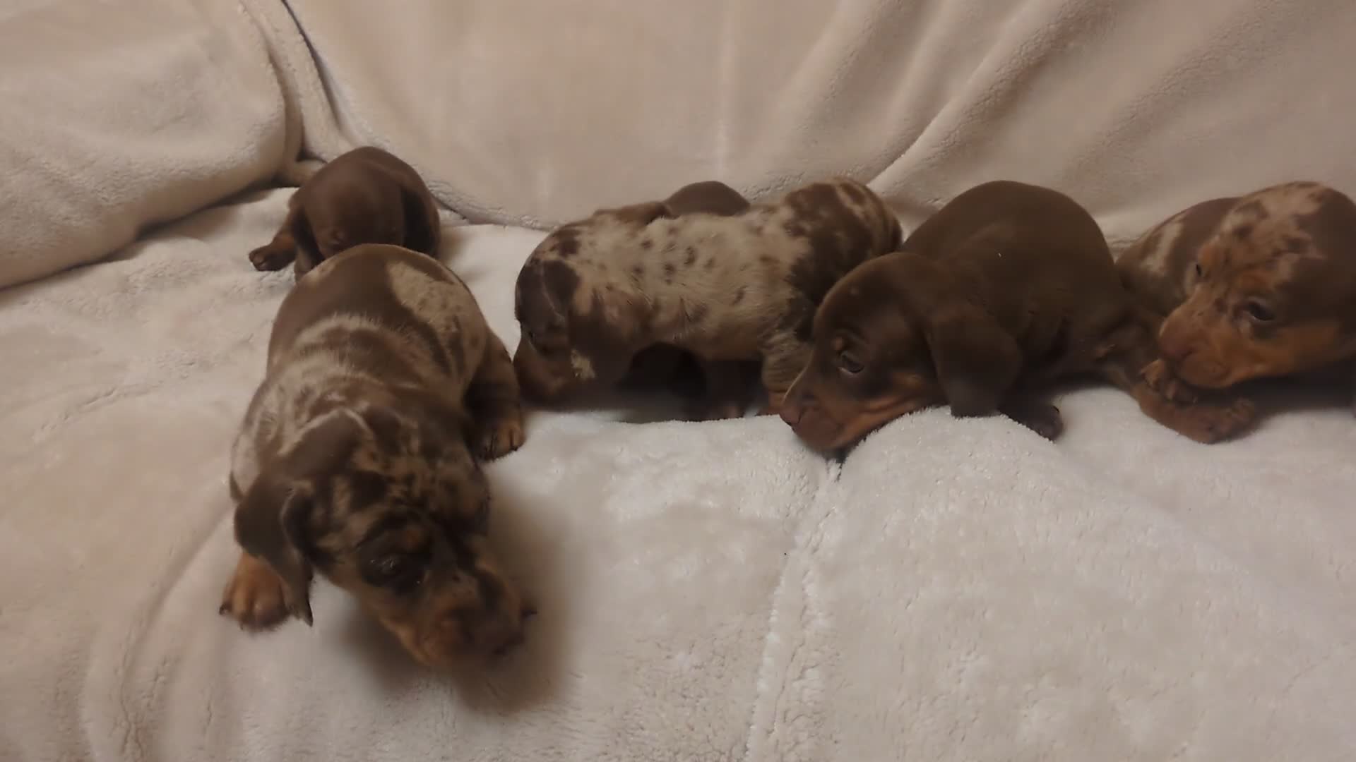 Miniature Dachshund dogs for sale: Dachshund miniature puppys  - Video 1