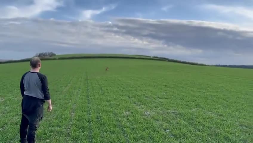 Belgian Shepherd Dog dogs for sale: Belgian Malinois x Dutch - Female 4 Yrs - Video 4