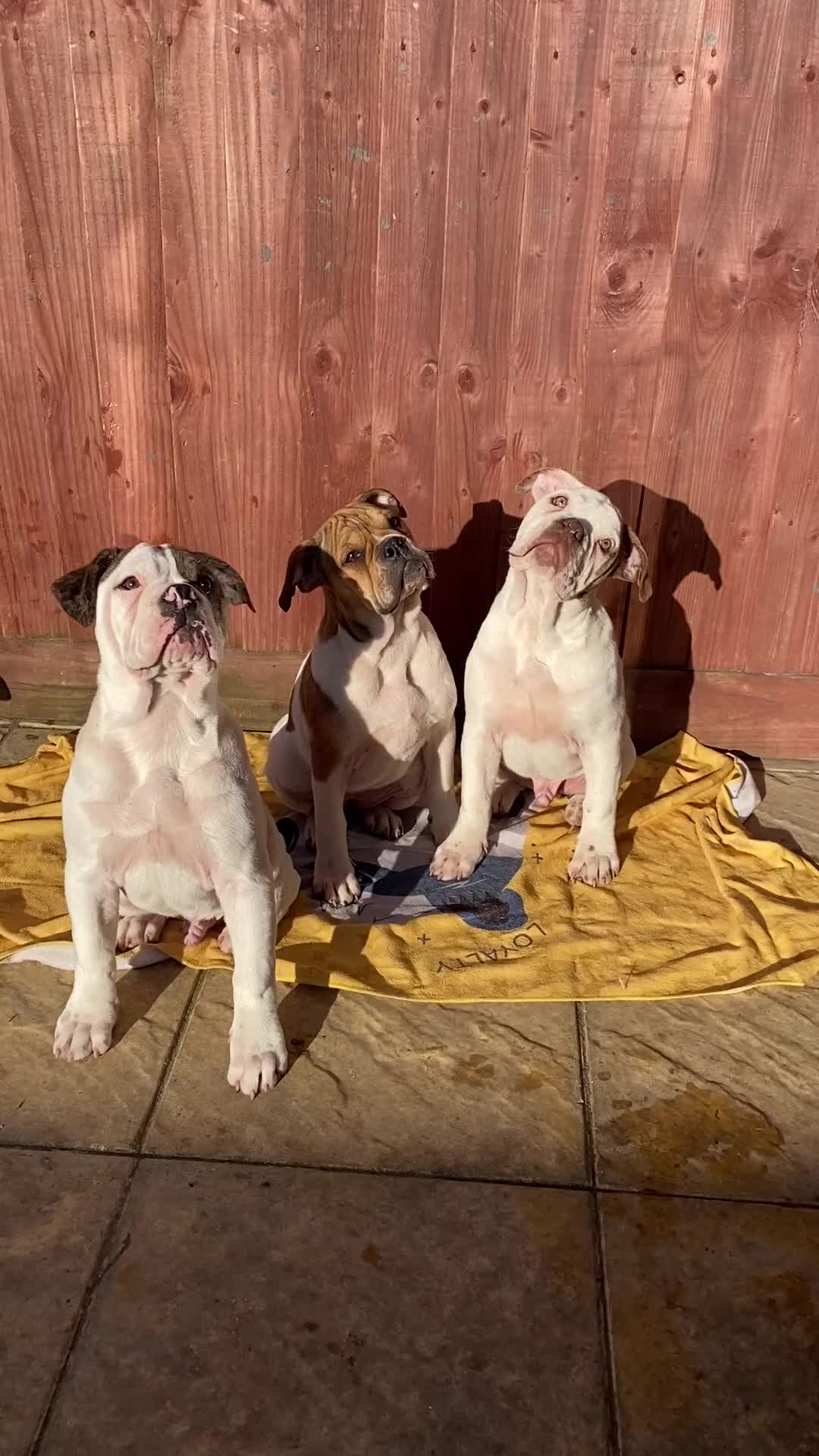 Alapaha Blue Blood Bulldog dogs for sale: Pure bred pedigree ALAPAHAS 3left - Video 1