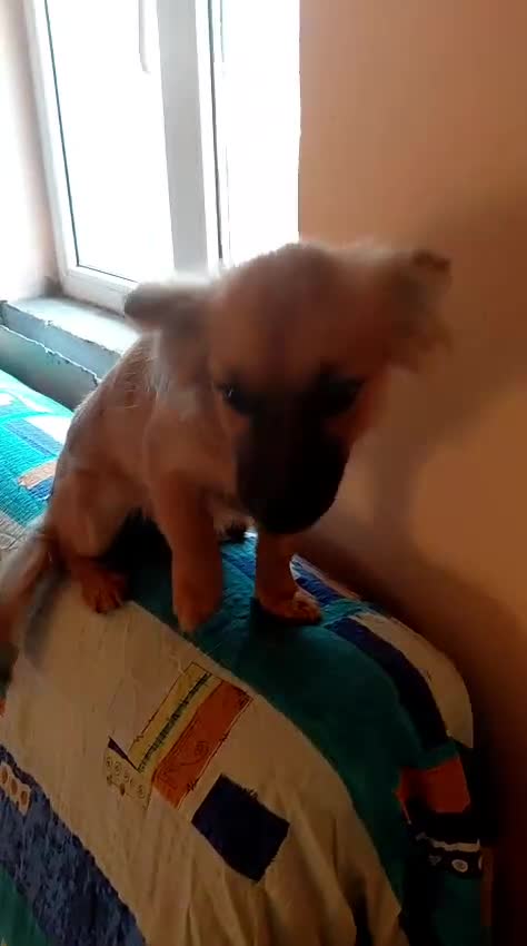 Mixed Breed dogs for adoption: 🐾💛SISSY, The Tiny Survivor with a Huge Heart💛🐾 - Video 2