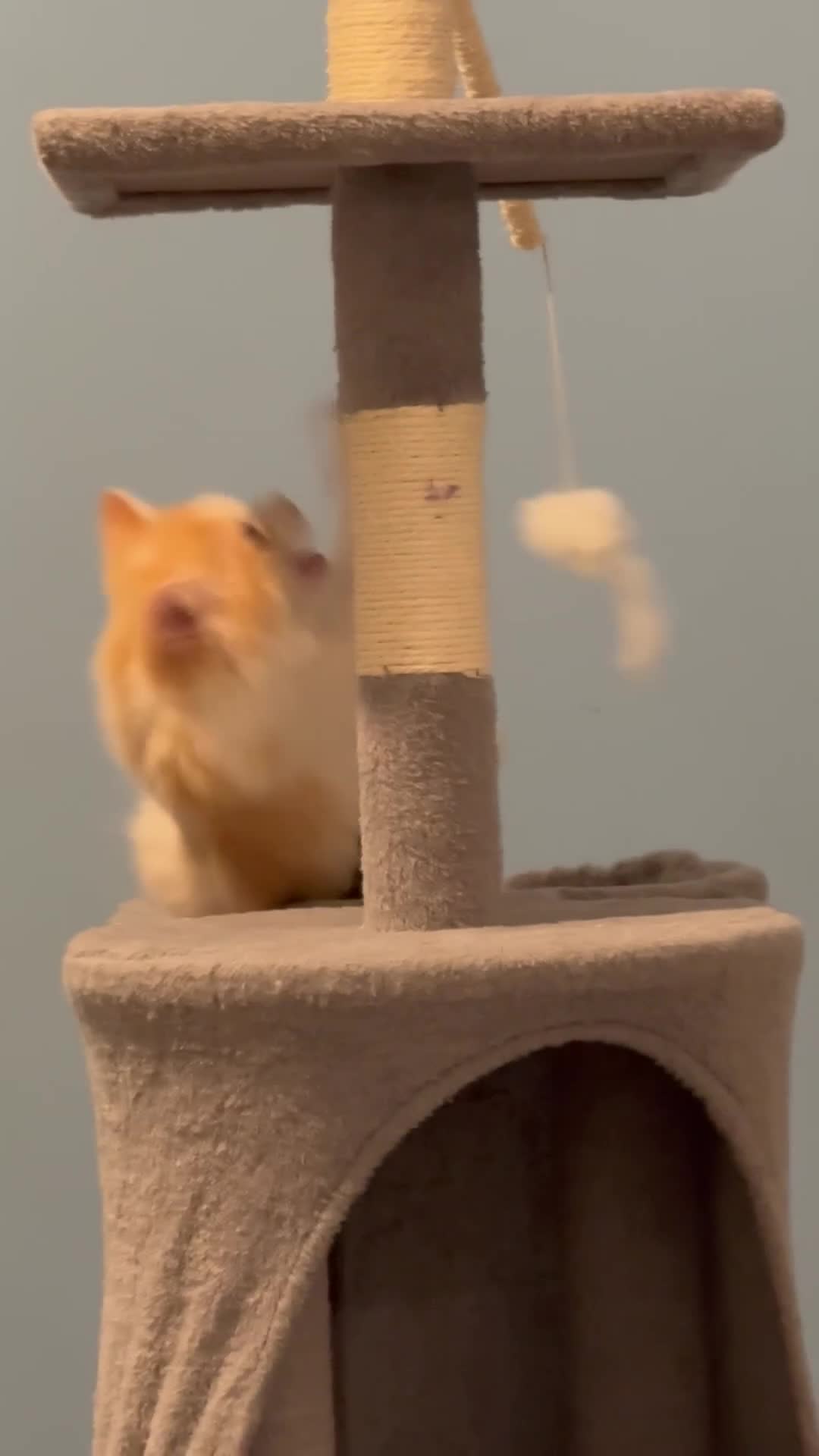 Mixed Breed cats for sale: Ginger & White Kitten Ready for New Home - Video 2