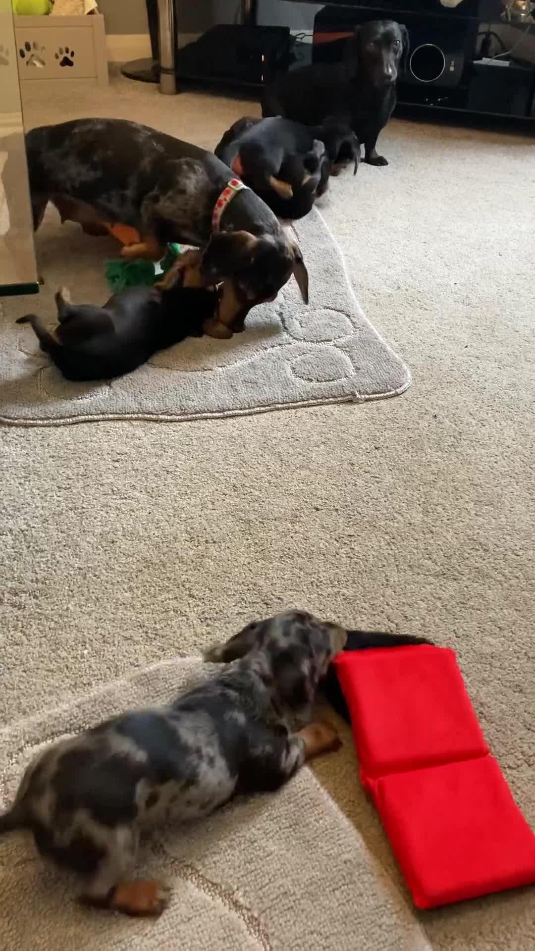 Dachshund dogs for sale: Mini dachshund puppies - Video 1